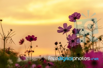 Pink Cosmos In Twilight Time Stock Photo