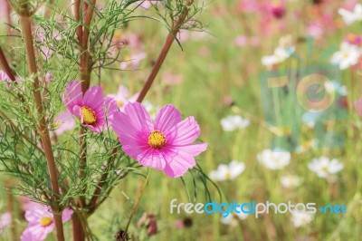 Pink Cosmos Is Drying Stock Photo