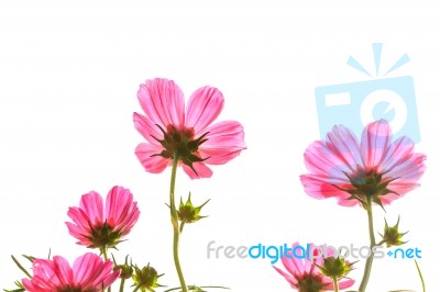 Pink Cosmos On Isolated Background Stock Photo