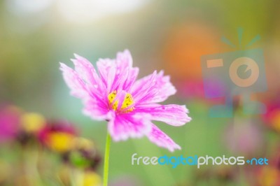 Pink Cosmos With Beautiful Stock Photo