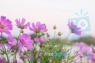 Pink Cosmos With Beautiful Stock Photo