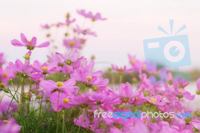 Pink Cosmos With Beautiful Stock Photo