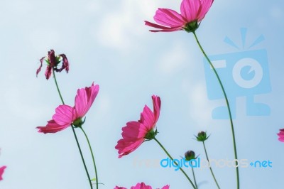 Pink Cosmos With Blue Sky Stock Photo