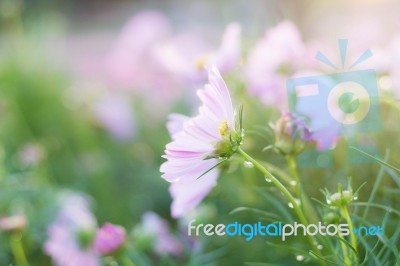 Pink Cosmos With Mist Stock Photo