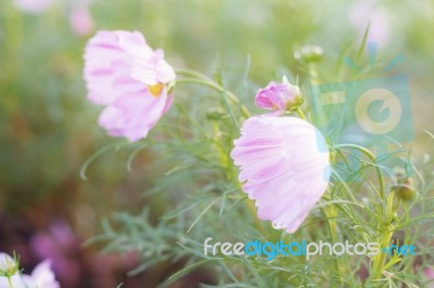 Pink Cosmos With Nature Stock Photo