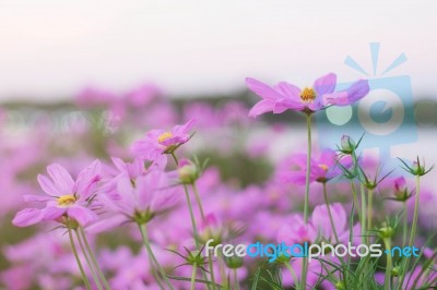 Pink Cosmos With Refreshing Stock Photo