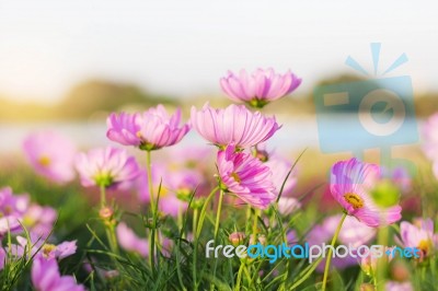 Pink Cosmos With Sky Stock Photo