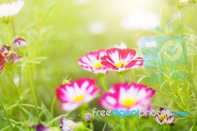 Pink Cosmos With Sun Shining Stock Photo