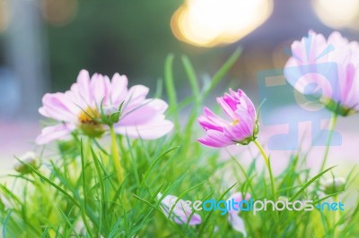 Pink Cosmos With Sunlight Stock Photo