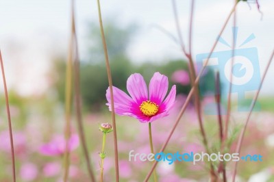 Pink Cosmos With Sunlight At Sky Stock Photo