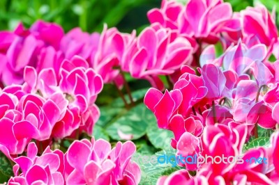 Pink Cyclamen Flower In Garden Stock Photo