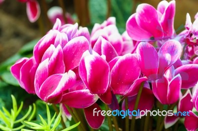 Pink Cyclamen Flower In Garden Stock Photo