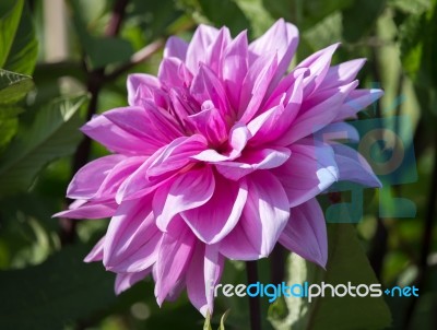 Pink Dahlia Stock Photo