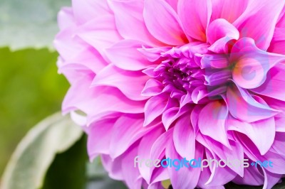 Pink Dahlia Flower Stock Photo