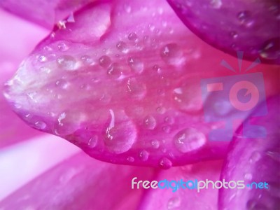 Pink Dahlia Flower Petals With Water Drop Beautiful Abstract Bac… Stock Photo