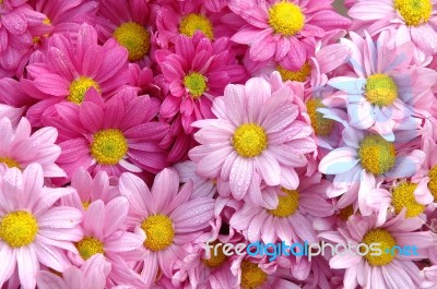 Pink Daisy Stock Photo