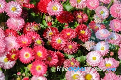 Pink Daisy In The Garden With Sunlight Stock Photo