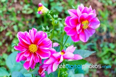 Pink Delphinium Flower In Garden Stock Photo