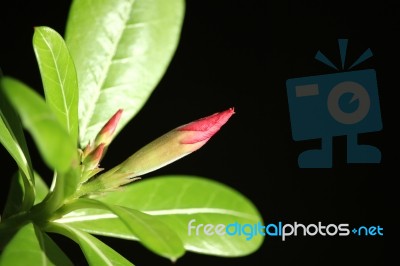 Pink Desert Rose Flowers Stock Photo