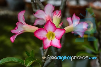 Pink Desert Rose Or Impala Lily Or Mock Azalea Flower Stock Photo