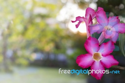 Pink Desert Rose Or Impala Lily Tropical Flower Stock Photo