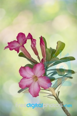 Pink Desert Rose Or Impala Lily Tropical Flower Stock Photo