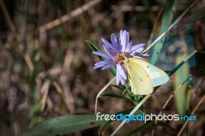 Pink-edged Sulphur (colias Interior) Butterfly Stock Photo