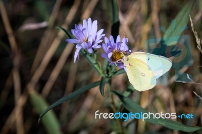 Pink-edged Sulphur (colias Interior) Butterfly Stock Photo