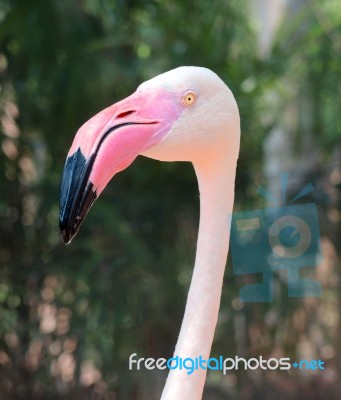 Pink Flamingo Head Stock Photo