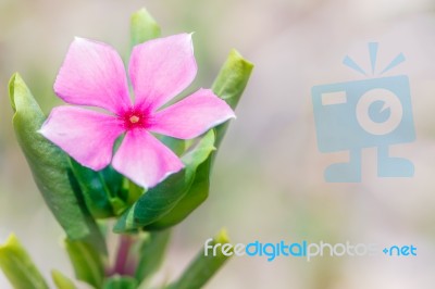 Pink Flower Stock Photo