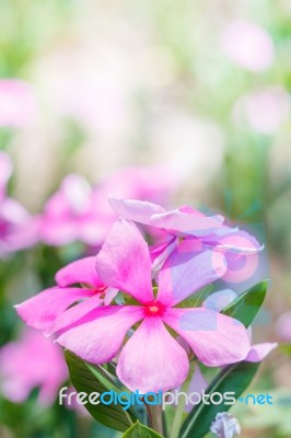 Pink Flower Stock Photo