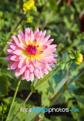 Pink Flower Stock Photo