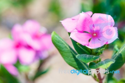 Pink Flower Stock Photo