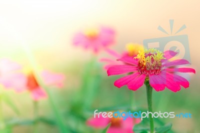 Pink Flower Stock Photo