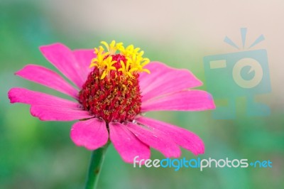 Pink Flower Stock Photo