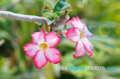 Pink Flower Stock Photo