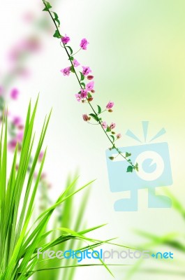 Pink Flower And Fresh Grass Stock Photo