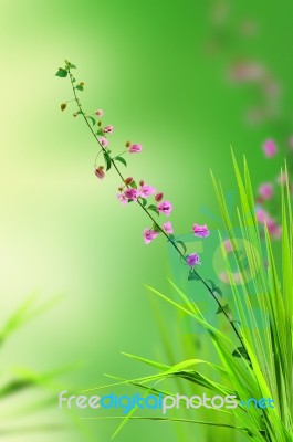 Pink Flower And Grass Stock Photo