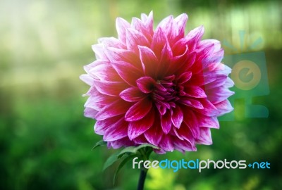 Pink Flower At Doi Tung Stock Photo