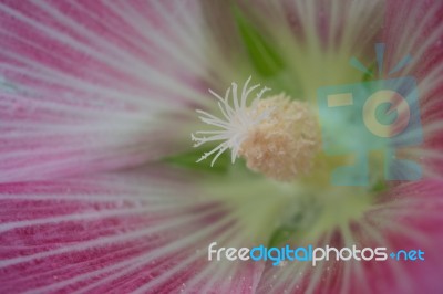 Pink Flower Close Up Stock Photo