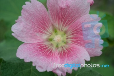 Pink Flower Close Up Stock Photo