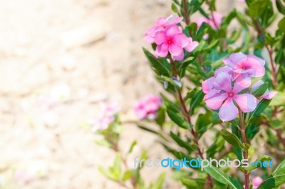 Pink Flower Closeup Detail Stock Photo