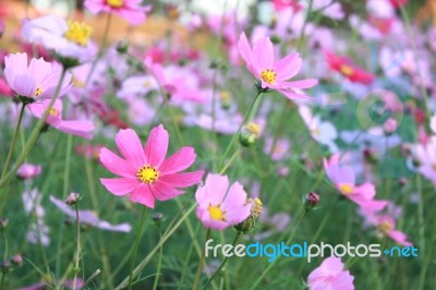 Pink Flower Field Stock Photo