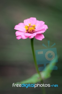 Pink Flower From The Garden Stock Photo