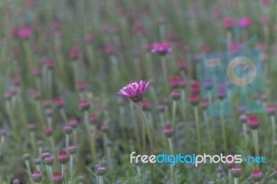 Pink Flower In Field Stock Photo