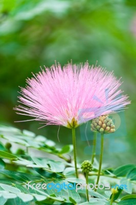 Pink Flower , Rain Tree Stock Photo