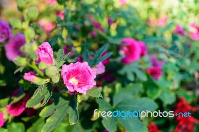 Pink Flower Selective Focus Blur Background Stock Photo