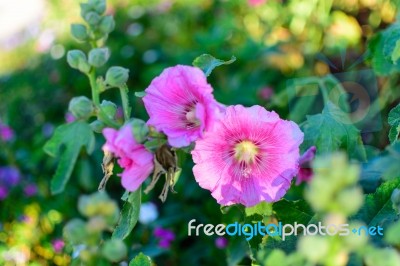 Pink Flower Selective Focus Blur Background Stock Photo