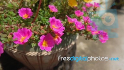 Pink Flowers Stock Photo