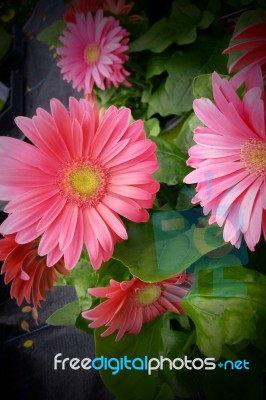 Pink Flowers Stock Photo